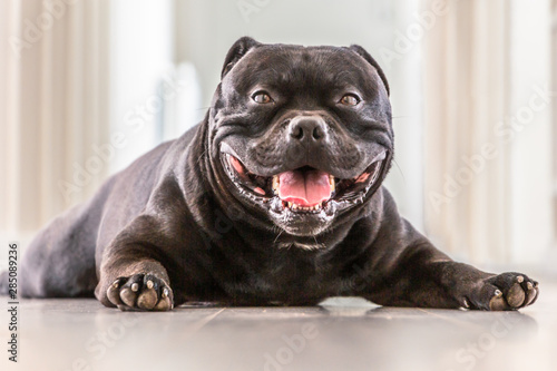 smiling staffordshire bull terrier