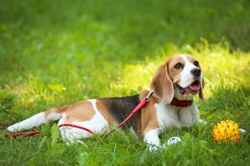 Beagle dog lying on the grass in park with yellow toy