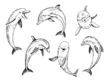 Dolphin Sketch. Hand Drawn Illustration Converted To Vector.
