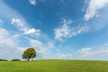 Canvas Print - Arbre sur une colline