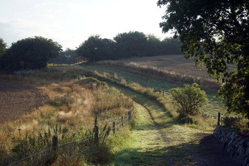 Wall Mural - Morning on hill