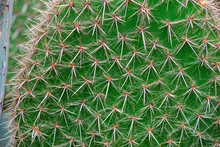 Sharp Cactus Thorns