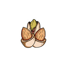 Almond Nut Logo Design Vectors Illustrations