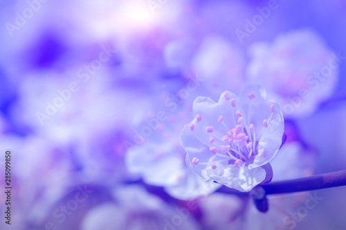 Spring flowers of apricot tree on the branches.