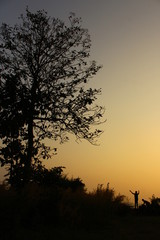 silhouette of a tree in sunset