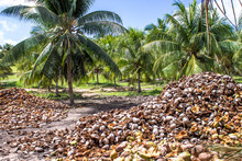 Coconut Field Coconuts Tree And Dry Coconut In Bahia State, Northeast Of Brazil