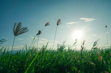 green grass and blue sky in morning