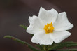 Cistus monspeliensis Montpellier cistus small jara with flowers of a beautiful white
