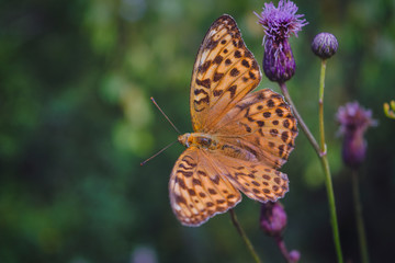 Argynnis paphia. Beautiful Argynnis paphia butterfly in sunlight in herb garden.