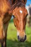 Fototapeta  - Close-up portrait of a village foal with a blurred background.