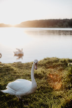 Graceful Swan On Green Meadow In Sunlight