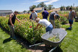 © Hill Street Studios/Stocksy - Volunteers at flower farm helping remove dead flowers from the beds