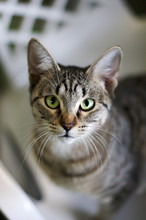 Portrait Of Grey Tabby Cat