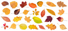 Set Of Various Colorful Fallen Leaves Cut Out