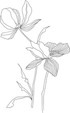 Flower Motives ,line Drawing Of Flowers , Flowers Illustrations