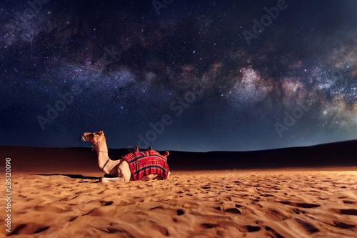 Fotografía Camel animal is sitting on the sand dune in a desert