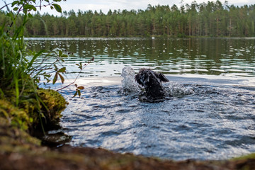 Wall Mural - Miniature black schnauzer dog swims in the river.