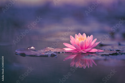  Obraz kwiat lotosu   lilia-wodna-unoszaca-sie-na-wodzie
