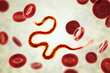 Wall Mural - Brugia malayi in blood, a roundworm nematode, one of the causative agents of lymphatic filariasis, 3D illustration showing presence of sheath around the worm and two non-continous nuclei in the tail