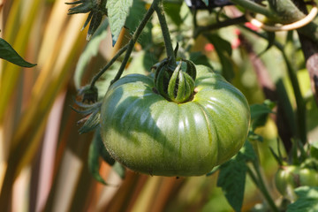 Sticker - Green tomato ripening in a vegetable garden during summer