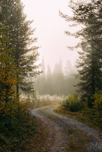 Narrow Winding Path Going Through Autumn Forest On Misty Day In Finland Countryside