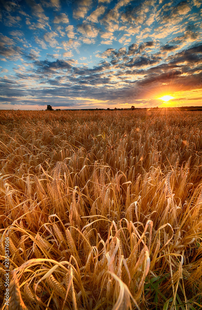 Obraz na płótnie Beautiful summer sunrise over wheat fields w salonie