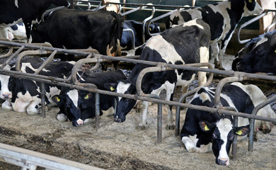 Cows at stable. Netherlands. Farming