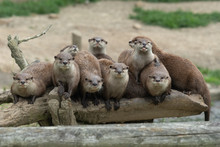 Portrait Of A Family Of Asian Small Clawed Otters (amblonyx Cinerea) Sitting On A Log Together And Looking At The Camera