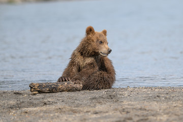 Ruling the landscape, brown bears of Kamchatka (Ursus arctos beringianus)