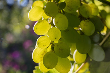 Neptune Seedless Grape