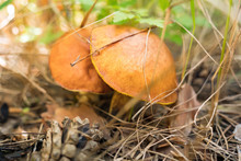 Wild Mushrooms In The Forest. Slippery Jack, Suillus Luteus. Mushroom Season. Autumn Background. Symbol Of Autumn. Wild Mushrooms. Edible Mushrooms Background. Healthy Food. Vegetarian Close-up