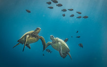 Turtles In Hawaii Chilling At A Cleaning Station