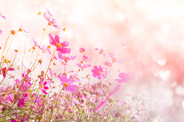 blurred of cosmos flowers with bokeh in vintage style and soft blur for background