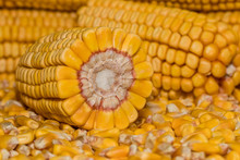 Field Corn Ears On A Pile Of Shelled Kernels With Corn Ear Cut In Half Showing Inside Of Cob