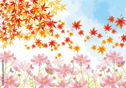 秋桜 秋 花 満開 花畑 空 水彩 背景 背景素材 紅葉 落ち葉 Wall Mural Okaka08