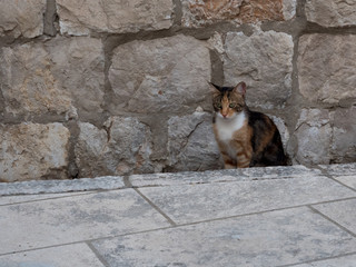 cat in the garden