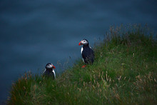 Puffin Colony At Dyrholaey, Iceland