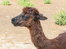 Beautiful Brown Alpaca In The Background Of The Countryside.