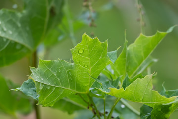 Rain on Maple Leaf in Summer