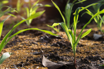 Wall Mural - Corn seedlings are growing