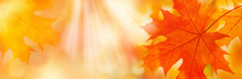 Golden Yellow Orange Red Maple Leaves Close-up On The Blurred Background. Sunlight