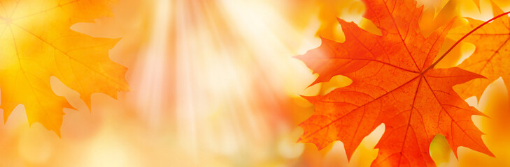 golden yellow orange red maple leaves close-up on the blurred background. sunlight