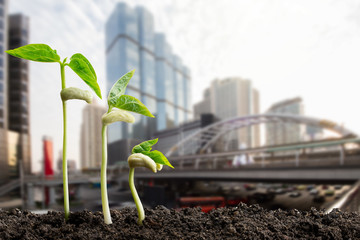 Green sprouts on blurred city background, environmental concept