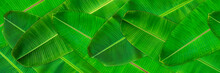 Fresh Green Banana Leaves Texture Abstract Background