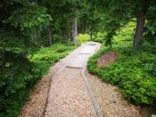 Barfußweg Im Wald