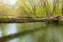 Fallen Tree Trunk As A Bridge Over A River In Green Forest