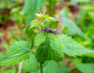 Sticker - Soldier beetle