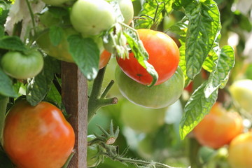 Wall Mural - Fresh ripe red tomatoes plant growth in garden ready to harvest