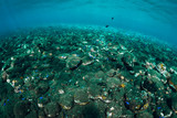 Fototapeta Do akwarium - Underwater scene with stones and clear water. Ocean texture