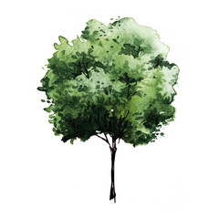 Green tree with leaves. Hand drawn watercolor painting,isolate on white background.Colorful splashing in the paper.It is wet texture with paint brushes stoke.Stylized summer tree. Eco design.